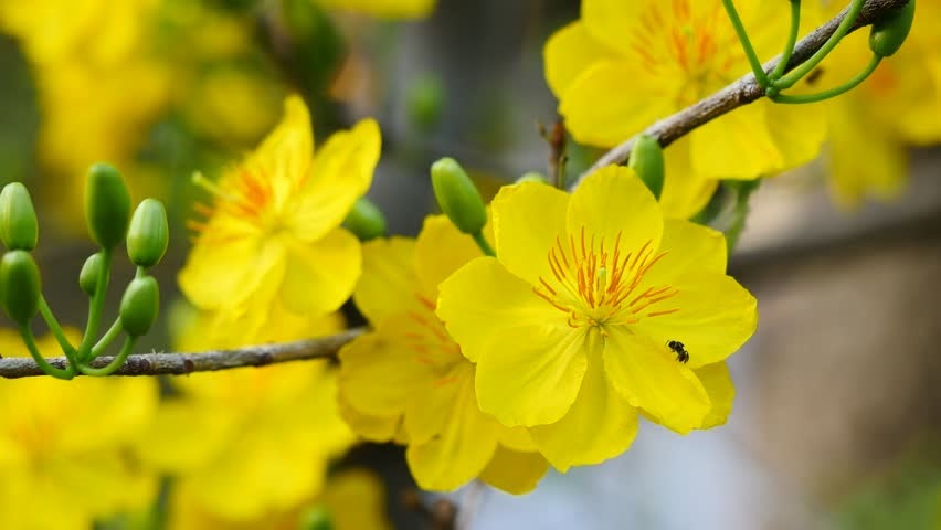 Apricot blossom = Hoa mai