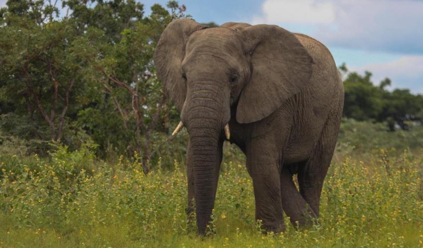 Elephant – /ˈel.ɪ.fənt/: Von voi