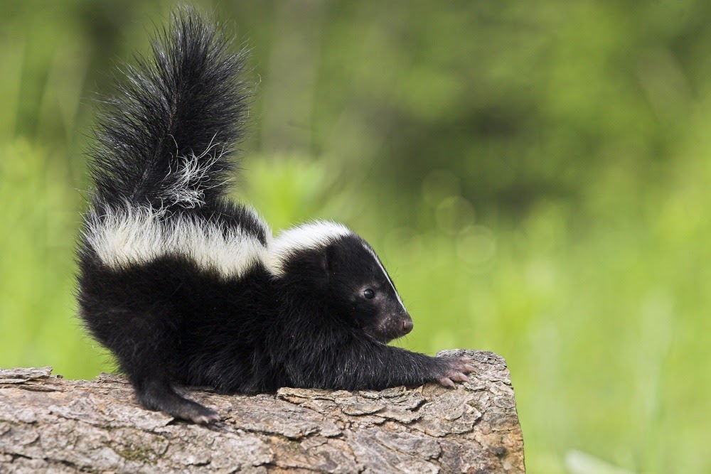 Skunk – /skʌŋk/: Chồn hôi