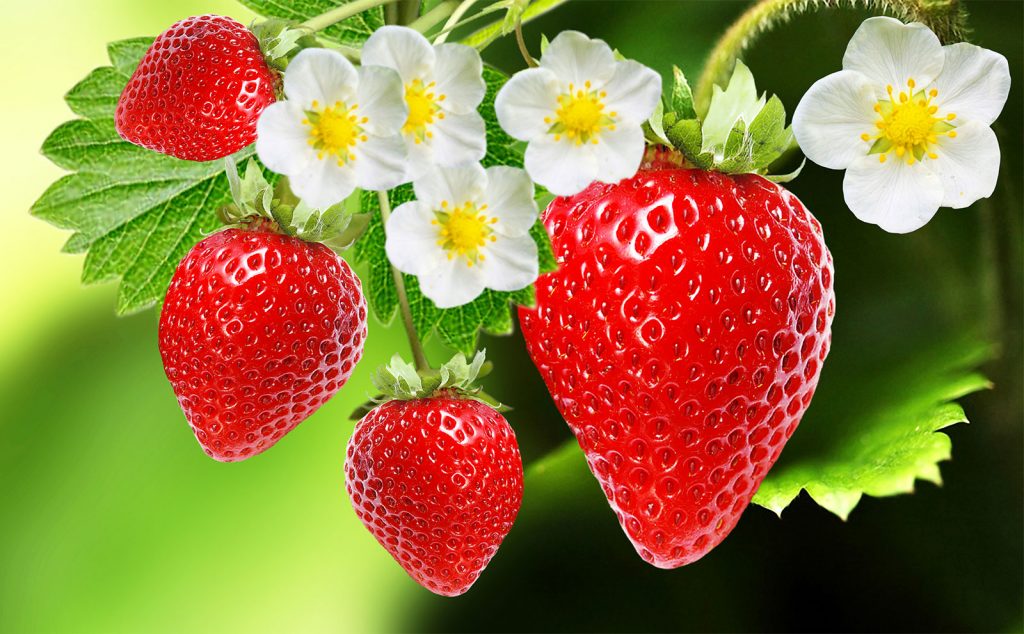 Strawberry: /ˈstrɔ:bəri/: dâu tây