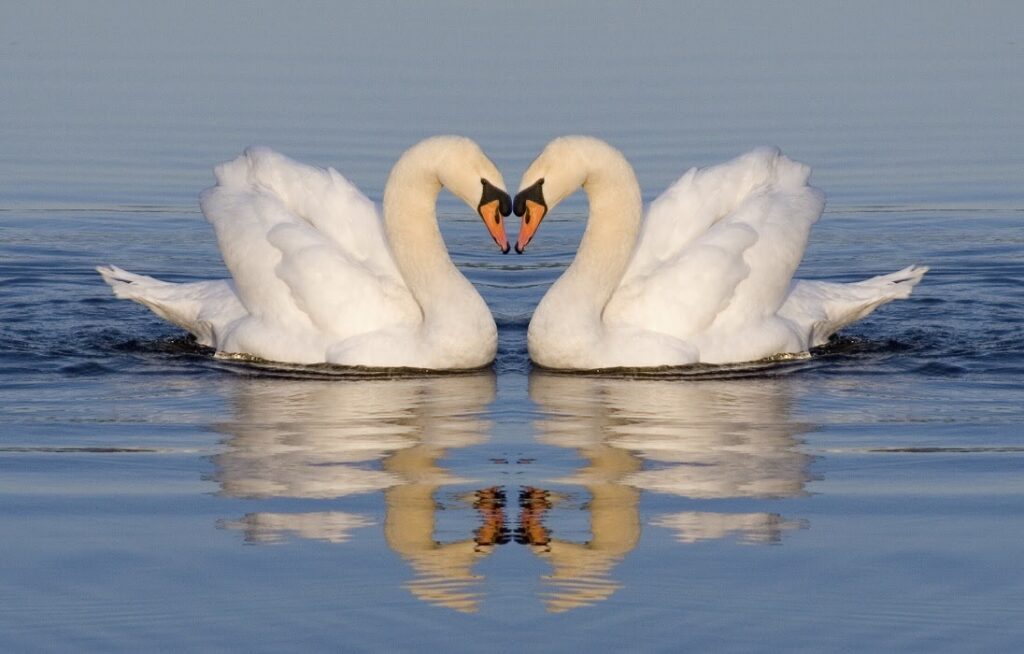 Swan /swɒn/: thiên nga