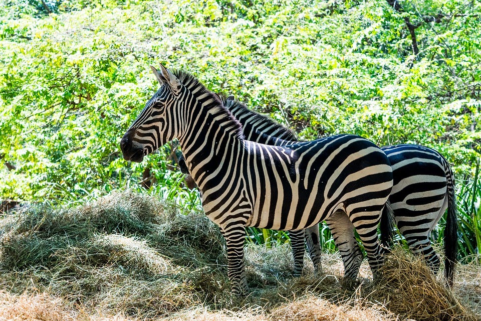 Zebra/ˈziː.brə/: ngựa vằn