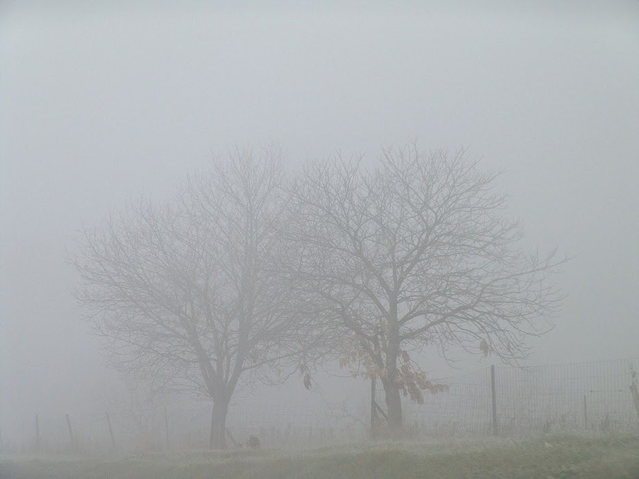 Fog / fɔːɡ /: sương mù