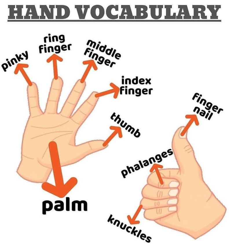 Từ vựng tiếng Anh về bộ phận cơ thể người - The Hand (Tay)