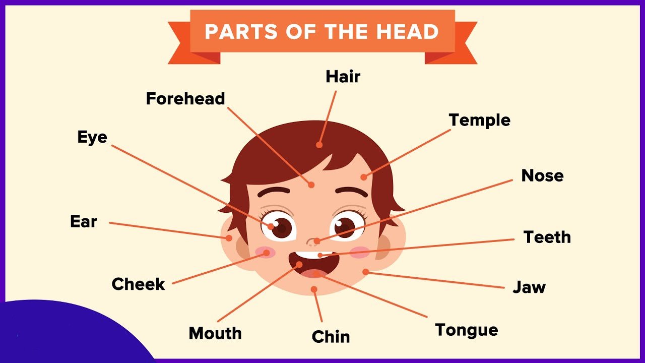 Từ vựng tiếng Anh về bộ phận cơ thể người - The Head (Đầu)