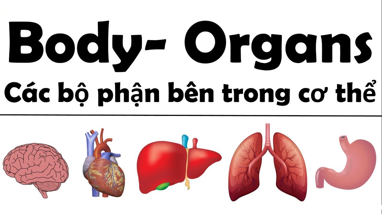  Từ vựng tiếng Anh về bộ phận cơ thể người - The Internal Organs (Các bộ phận bên trong)