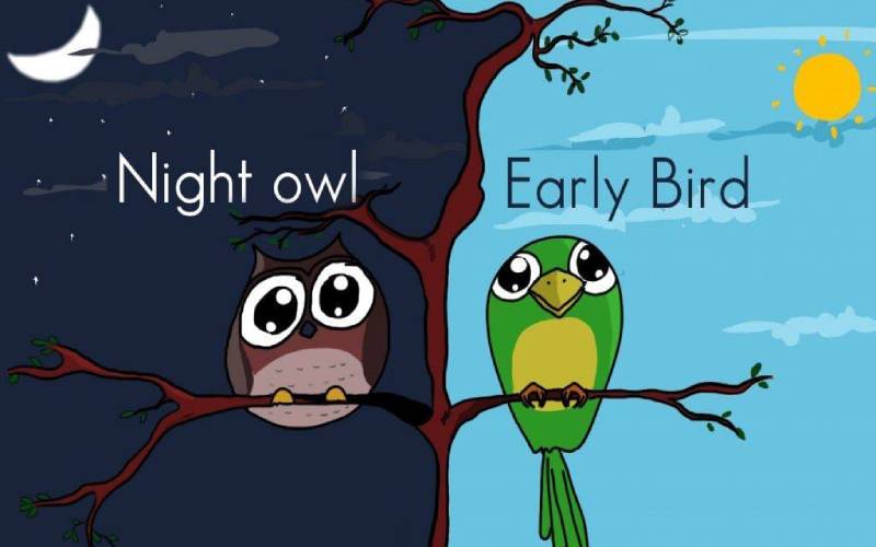 Phân biệt night owl và early bird